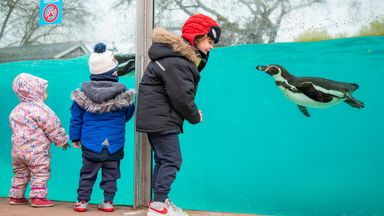 The always-popular penguins at London Zoo have an audience again